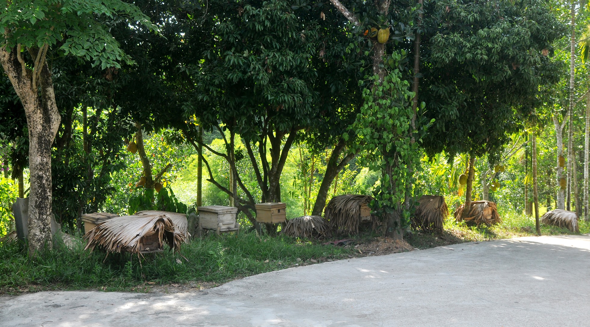 Đàn ong của cơ sở nuôi ong Thắng Ngân. Ảnh: Minh Lý