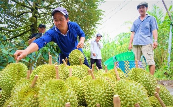 Nông dân tăng diện tích trồng khi sầu riêng trúng mùa, được giá