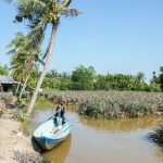 Làm du lịch trên ruộng khóm, nông dân vùng phèn mặn Hậu Giang thu lợi nhuận kép