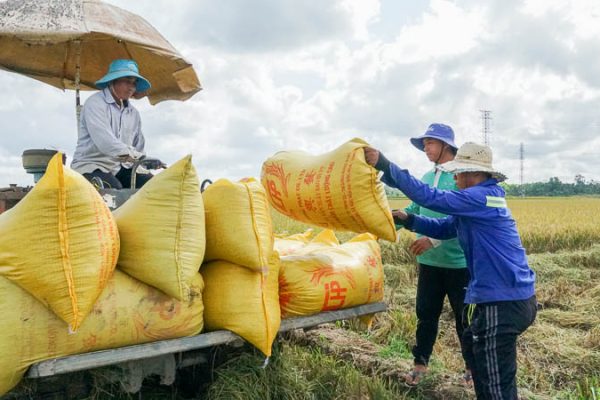 Thương lái cẩn trọng, nông dân dè chừng sau làn sóng bỏ cọc lúa