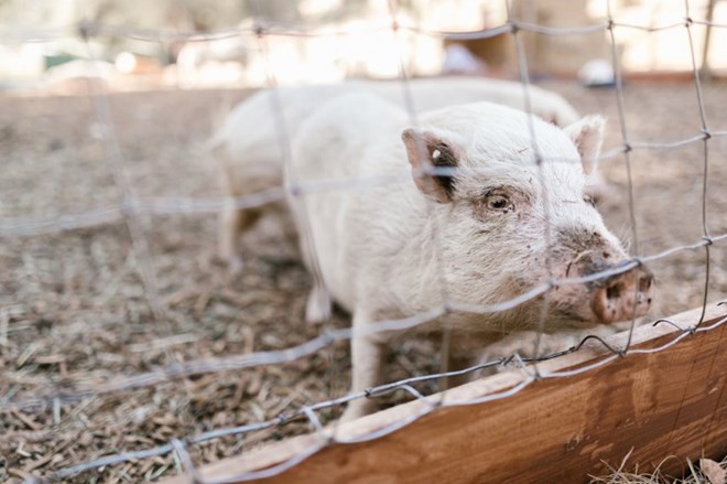 Tranh cãi việc ghép thận lợn sang người