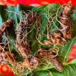 Chỉ bán cây sâm Ngọc Linh giống, Quảng Nam đã thu cả chục tỉ đồng