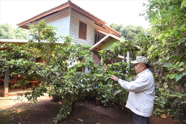 Cây caosu góp phần tô thắm tình hữu nghị Việt – Lào