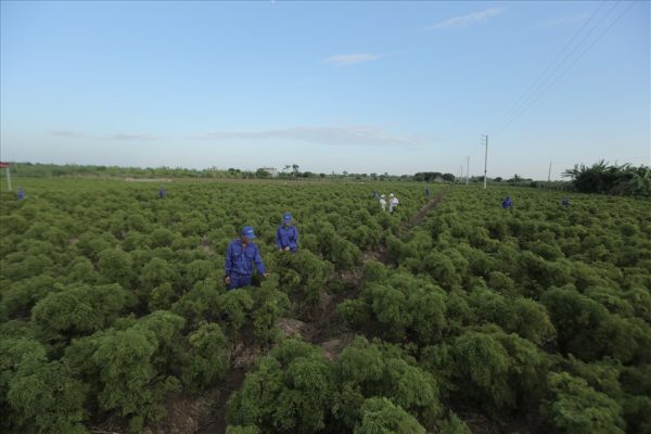 Thành công nhờ kiên định con đường phát triển bền vững